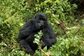 Mountain Gorilla, berggorilla, Gorilla beringei Royalty Free Stock Photo