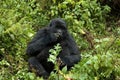 Mountain Gorilla, berggorilla, Gorilla beringei