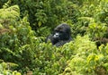 Mountain Gorilla, berggorilla, Gorilla beringei Royalty Free Stock Photo