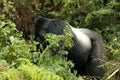 Mountain Gorilla, berggorilla, Gorilla beringei Royalty Free Stock Photo