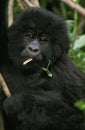 Mountain Gorilla, gorilla gorilla beringei, Portrait of Young, Virunga Park in Rwanda Royalty Free Stock Photo
