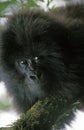 Mountain Gorilla, gorilla gorilla beringei, Portrait of Young, Virunga Park in Rwanda Royalty Free Stock Photo