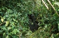 Mountain Gorilla, gorilla gorilla beringei, Silver Back Male camouflaged in Forest, Virunga Park in Rwanda