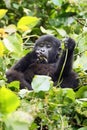 The mountain gorilla Gorilla beringei beringei sitting on the green bush. A small gorilla feeds in the greenery.Typical behavior Royalty Free Stock Photo