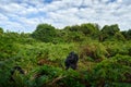 Mountain gorilla, Bwindi National Park in Uganda. detail head portrait with beautiful eyes. Wild big black monkey in the forest, Royalty Free Stock Photo