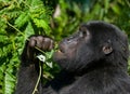 Mountain gorilla eating plants. Uganda. Bwindi Impenetrable Forest National Park. Royalty Free Stock Photo