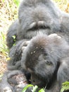 Mountain gorilla family in Bwindi