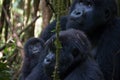 Mountain gorilla family Royalty Free Stock Photo