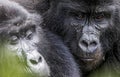Mountain Gorillas at the Bwindi Impenetrable forest