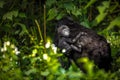 Mountain Gorilla mother and baby