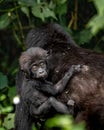 Mountain Gorilla - Female wih baby