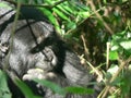 Mountain Gorilla in forest in Uganda