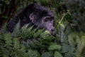 The mountain gorilla Gorilla beringei beringei Royalty Free Stock Photo