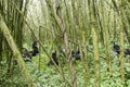 Mountain gorilla group in Volcanoes National Park, Virunga, Rwanda Royalty Free Stock Photo