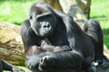 Mountain gorilla with her young Royalty Free Stock Photo