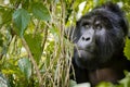 Mountain gorilla is hiding behind in the jungle