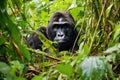 a mountain gorilla resting in jungle foliage Royalty Free Stock Photo