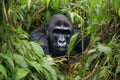 a mountain gorilla resting in jungle foliage Royalty Free Stock Photo