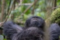 Mountain gorilla resting Royalty Free Stock Photo