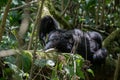 Mountain gorilla resting Royalty Free Stock Photo