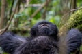 Mountain gorilla resting Royalty Free Stock Photo