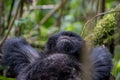 Mountain gorilla resting Royalty Free Stock Photo