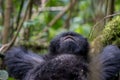 Mountain gorilla resting Royalty Free Stock Photo