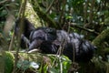 Mountain gorilla resting Royalty Free Stock Photo