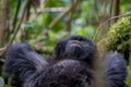 Mountain gorilla resting Royalty Free Stock Photo