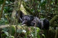 Mountain gorilla resting Royalty Free Stock Photo
