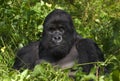 Mountain gorilla and silverback Royalty Free Stock Photo