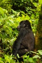 A mountain gorilla sitting in the forest of Bwindi Nationalpark Uganda