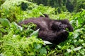Mountain Gorilla Takes a Nap Royalty Free Stock Photo