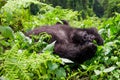 Mountain Gorilla Takes a Nap
