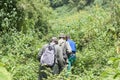 Mountain gorilla Trekking in the forest Royalty Free Stock Photo