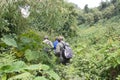 Mountain gorilla Trekking in the forest