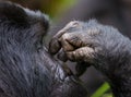 Mountain gorilla. Uganda. Bwindi Impenetrable Forest National Park Royalty Free Stock Photo