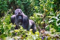 Mountain gorilla, Volcano National Park, Rwanda