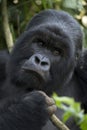 Mountain gorilla in Volcanoes National Park, Rwanda Royalty Free Stock Photo
