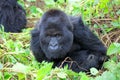 Mountain gorilla in the Volcanoes National Park of Rwanda Royalty Free Stock Photo