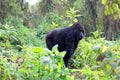 Mountain gorilla in the Volcanoes National Park of Rwanda Royalty Free Stock Photo