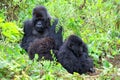 Mountain gorilla in the Volcanoes National Park of Rwanda Royalty Free Stock Photo