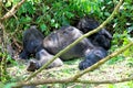 Mountain gorilla in the Volcanoes National Park of Rwanda Royalty Free Stock Photo