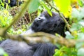 Mountain gorilla in the Volcanoes National Park of Rwanda Royalty Free Stock Photo