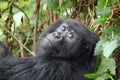 Mountain Gorilla