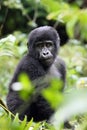 The mountain gorilla Royalty Free Stock Photo