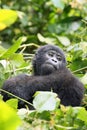 The mountain gorilla Royalty Free Stock Photo