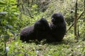 Mountain gorillas fighting in Volcanoes National Park, Virunga,