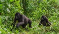 Mountain gorillas in the rainforest. Uganda. Bwindi Impenetrable Forest National Park. Royalty Free Stock Photo