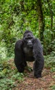 Mountain gorillas in the rainforest. Uganda. Bwindi Impenetrable Forest National Park. Royalty Free Stock Photo